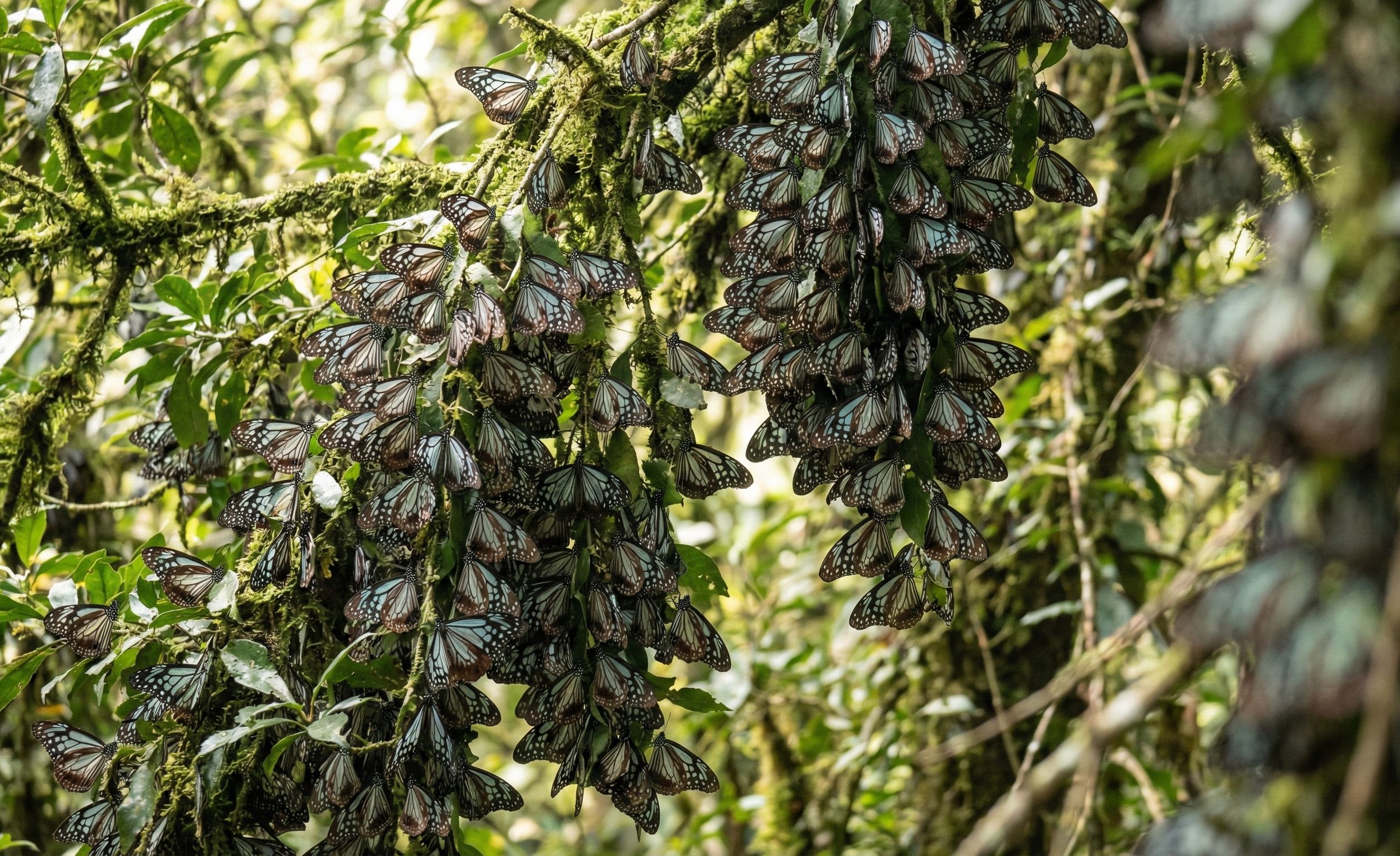 Amami Blue Glassy Tiger Overwintering Clusters: Winter Butterfly Congregations in Subtropical Japan