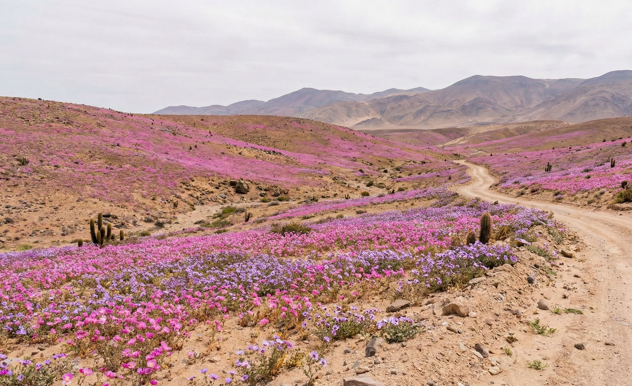Atacama Flowering Desert: When the Driest Place on Earth Erupts in Color