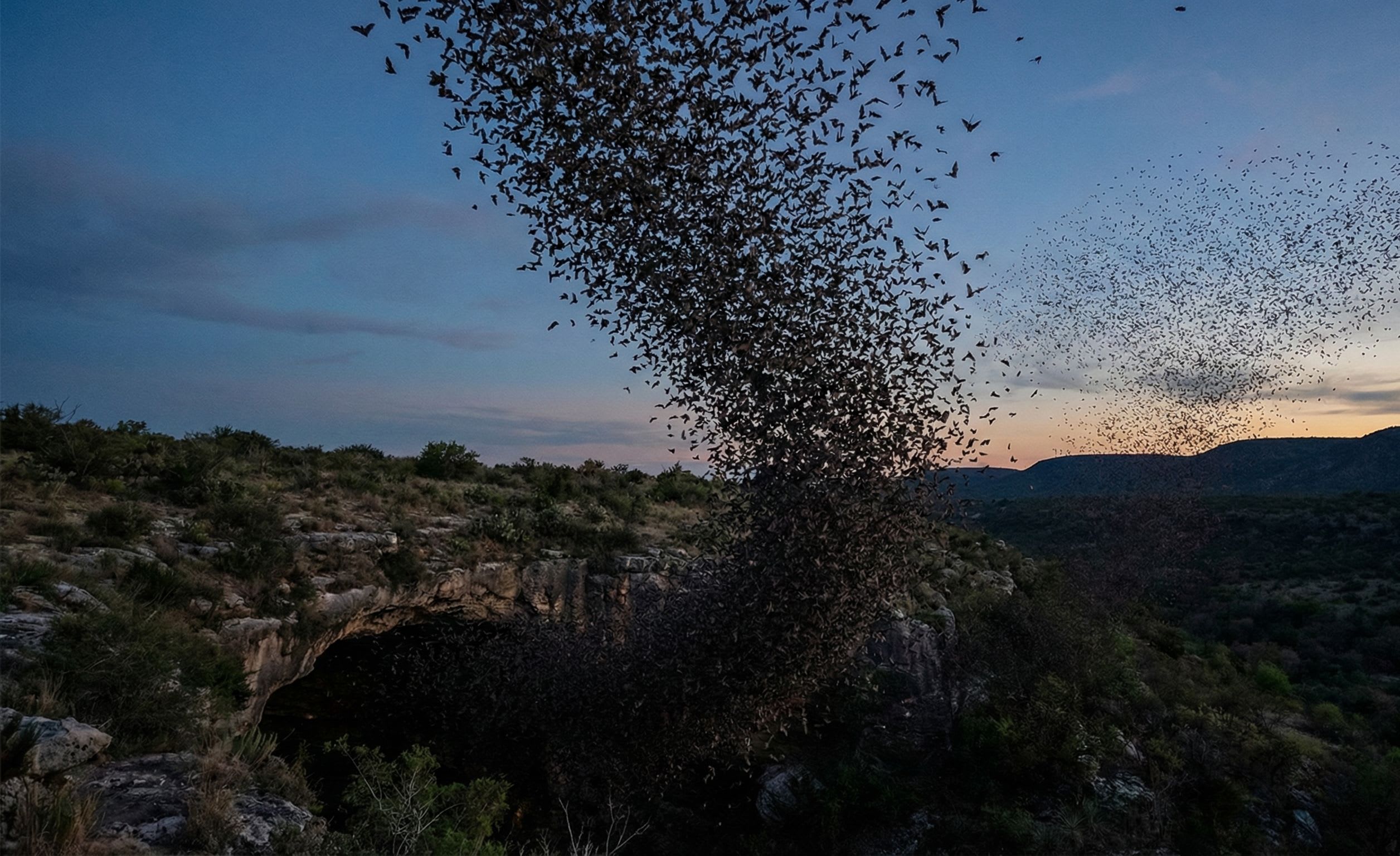 Bat Emergence at Bracken Cave: 20 Million Wings Darken the Texas Sky