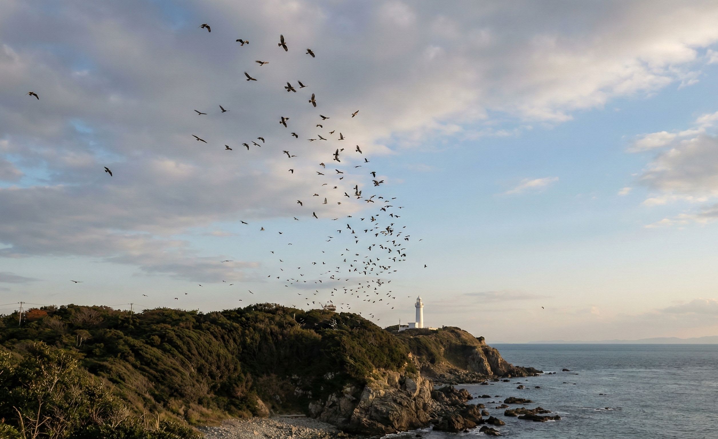 Cape Irago Hawk Migration: Thousands of Raptors Funnel Through Japan's Narrowest Crossing