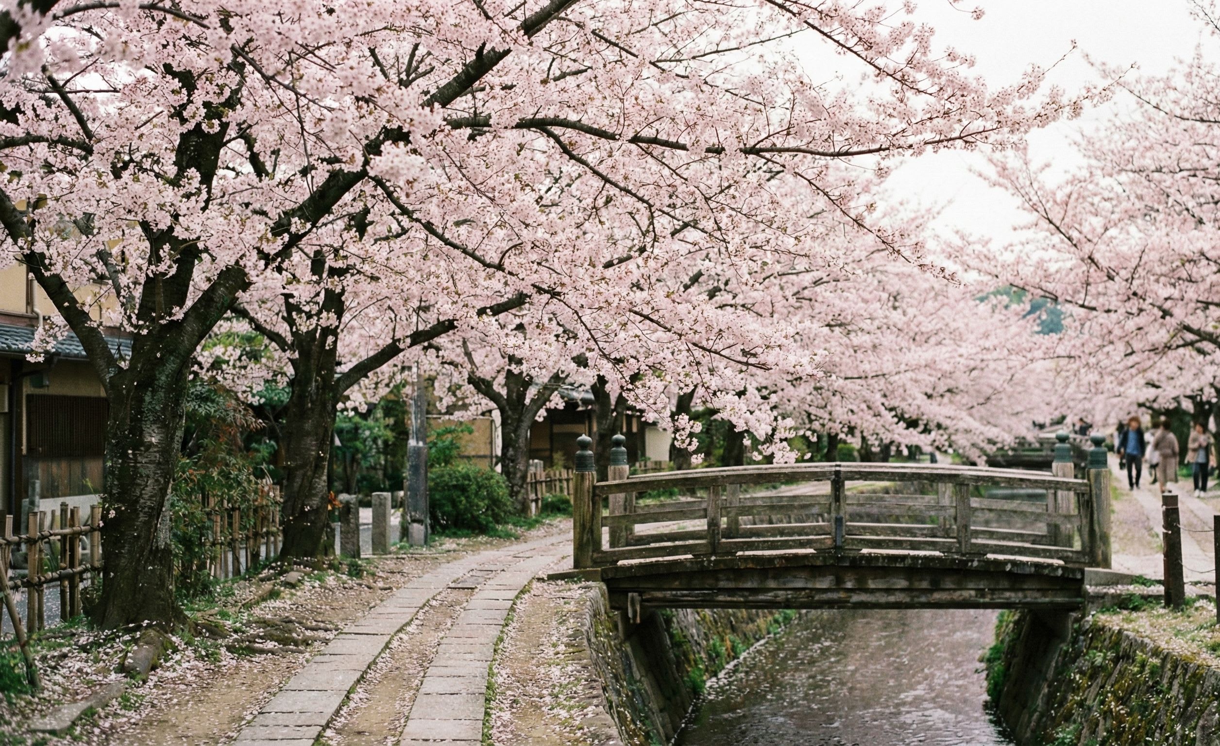 Cherry Blossom Season in Japan: 10 Million Trees Bloom in a 14-Day Wave