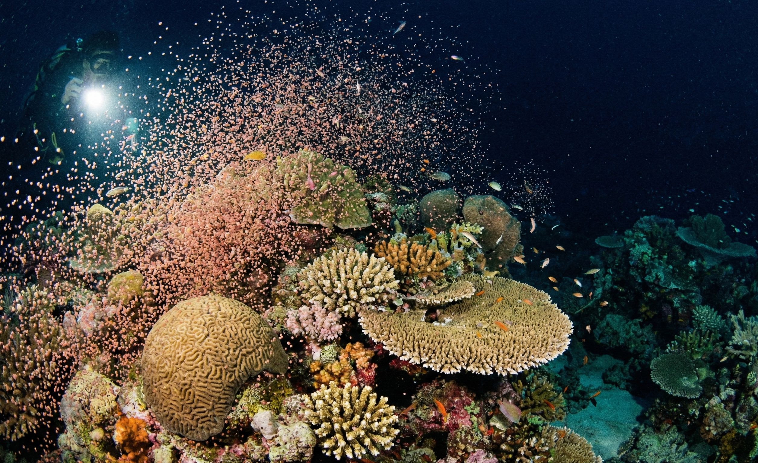 Coral Spawning on the Great Barrier Reef: The Night the Ocean Fills with Stars