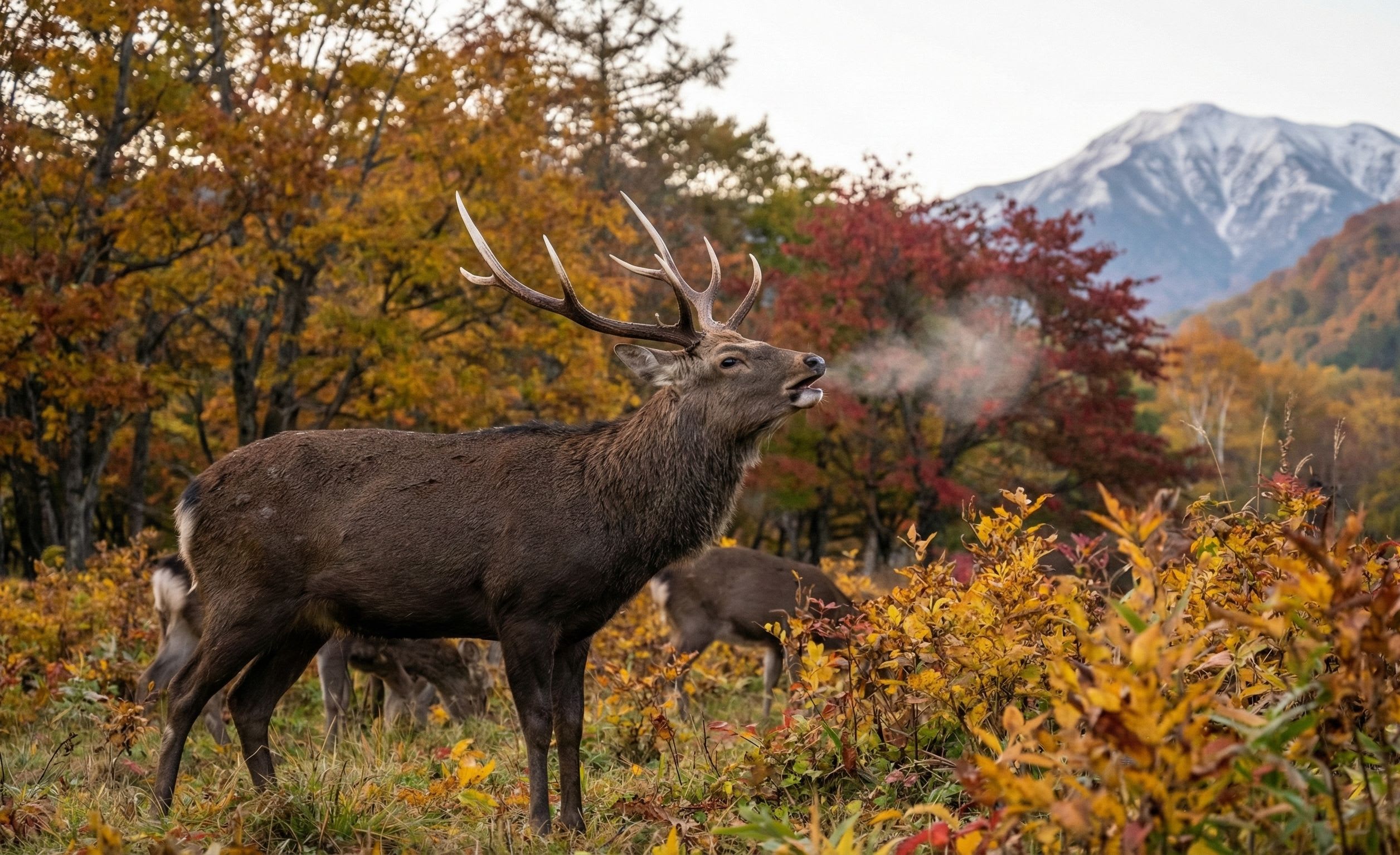 Ezo Sika Deer Rut: When Hokkaido's Forests Echo with Battle Calls