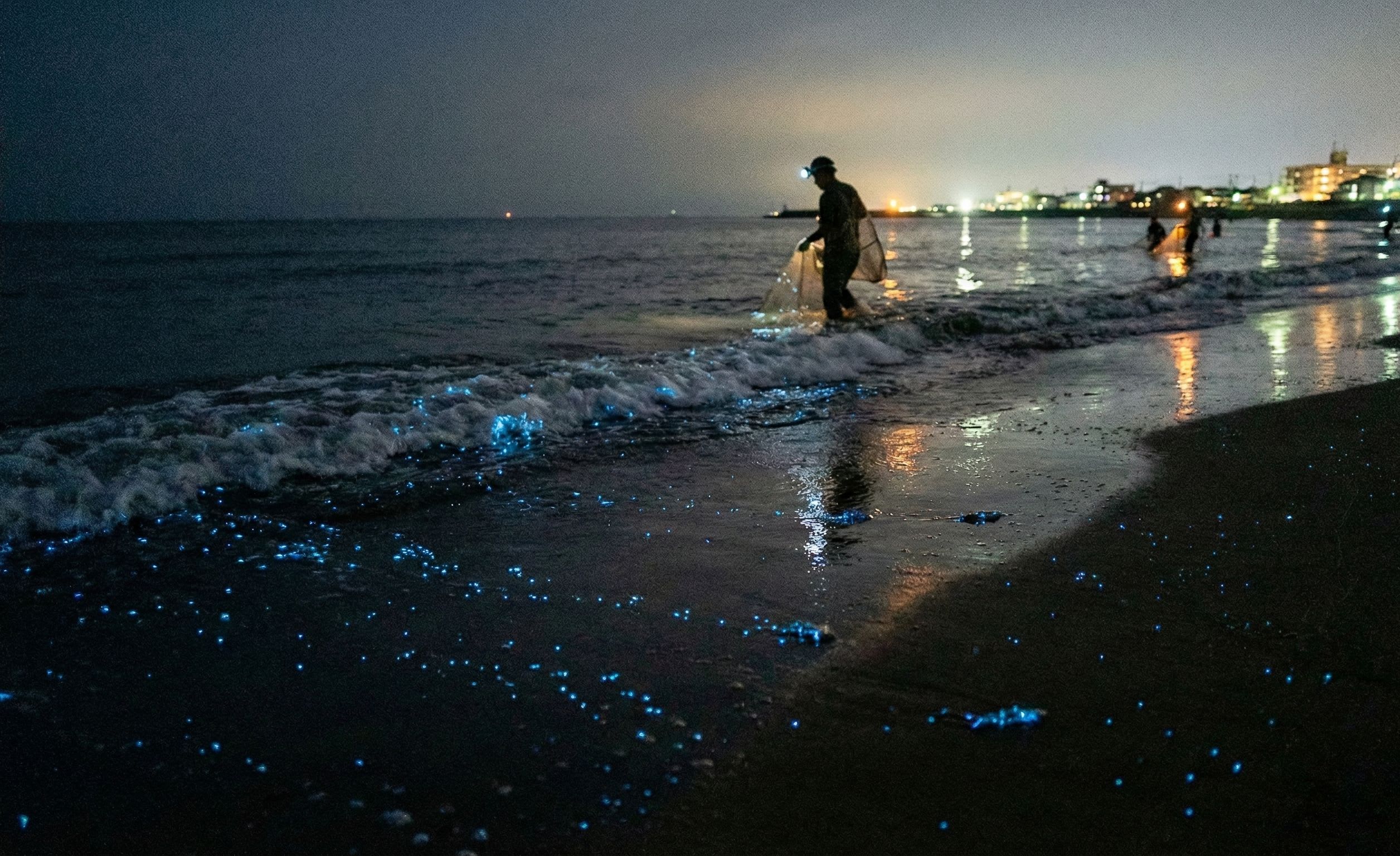 Firefly Squid of Toyama Bay: When the Sea Burns Blue