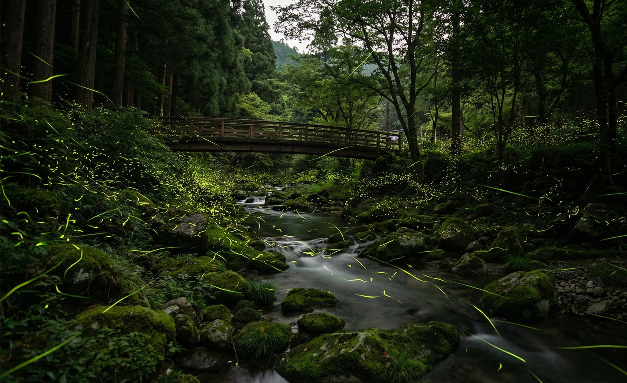 Genji Fireflies: Japan's Living Lanterns Flash in Perfect Synchrony