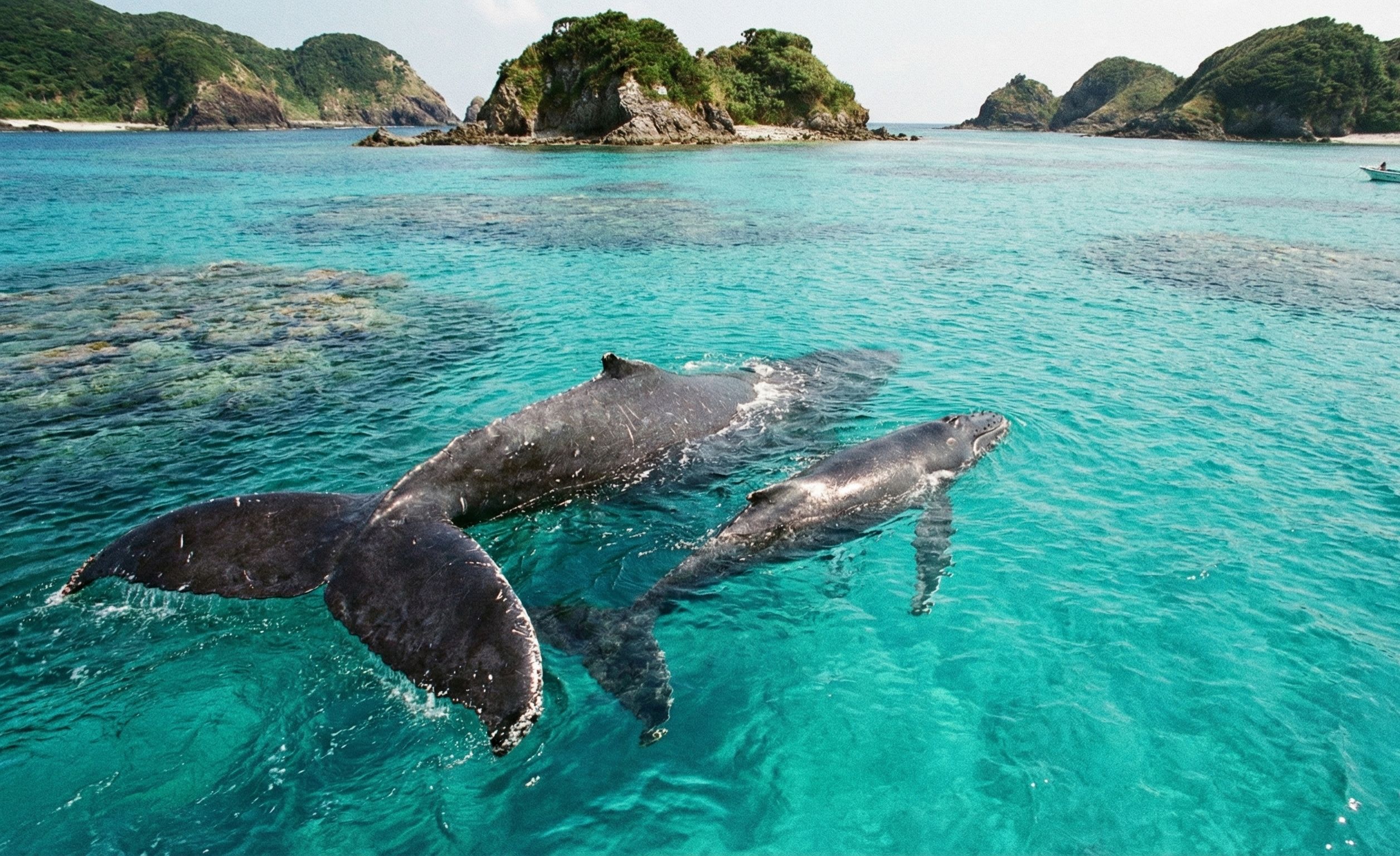 Humpback Whales in Okinawa: 90% Sighting Rates in the Kerama Breeding Grounds