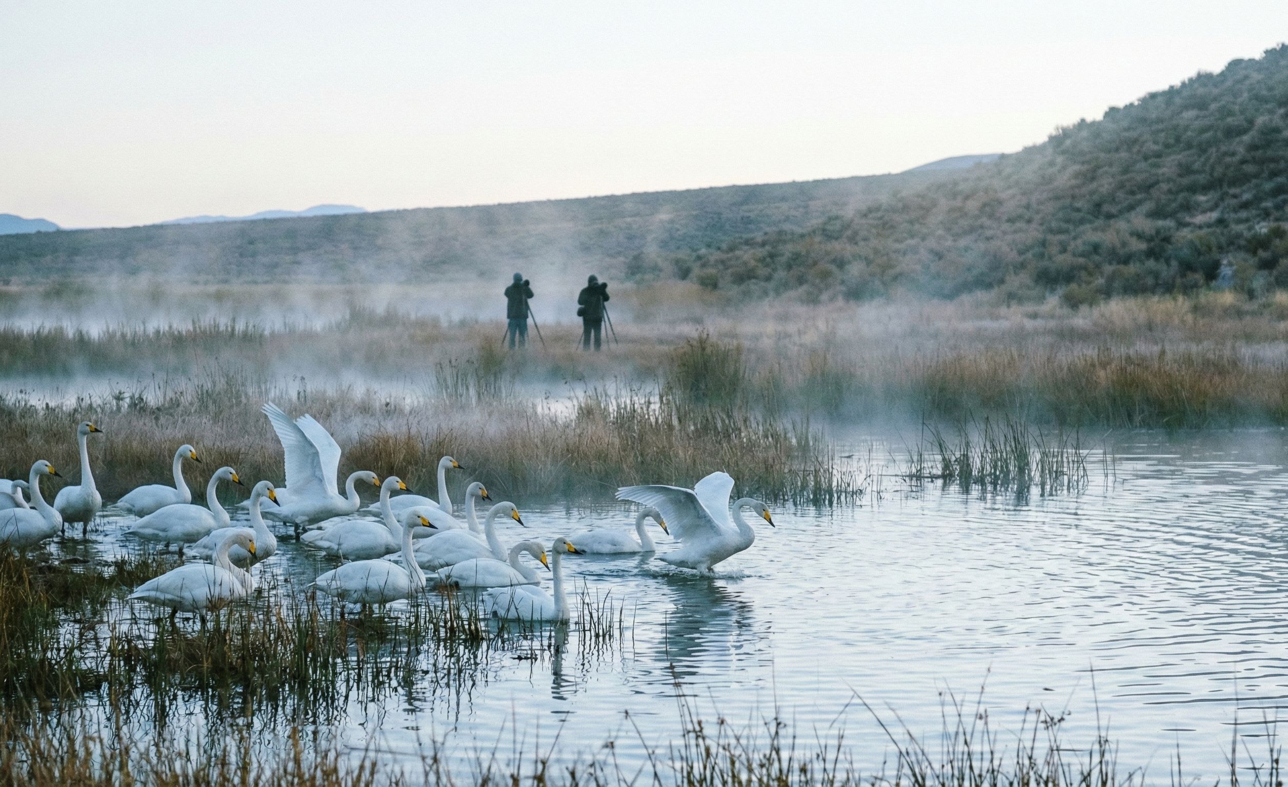 Hyoko Whooper Swan Migration: Niigata's Living Blizzard of Wings