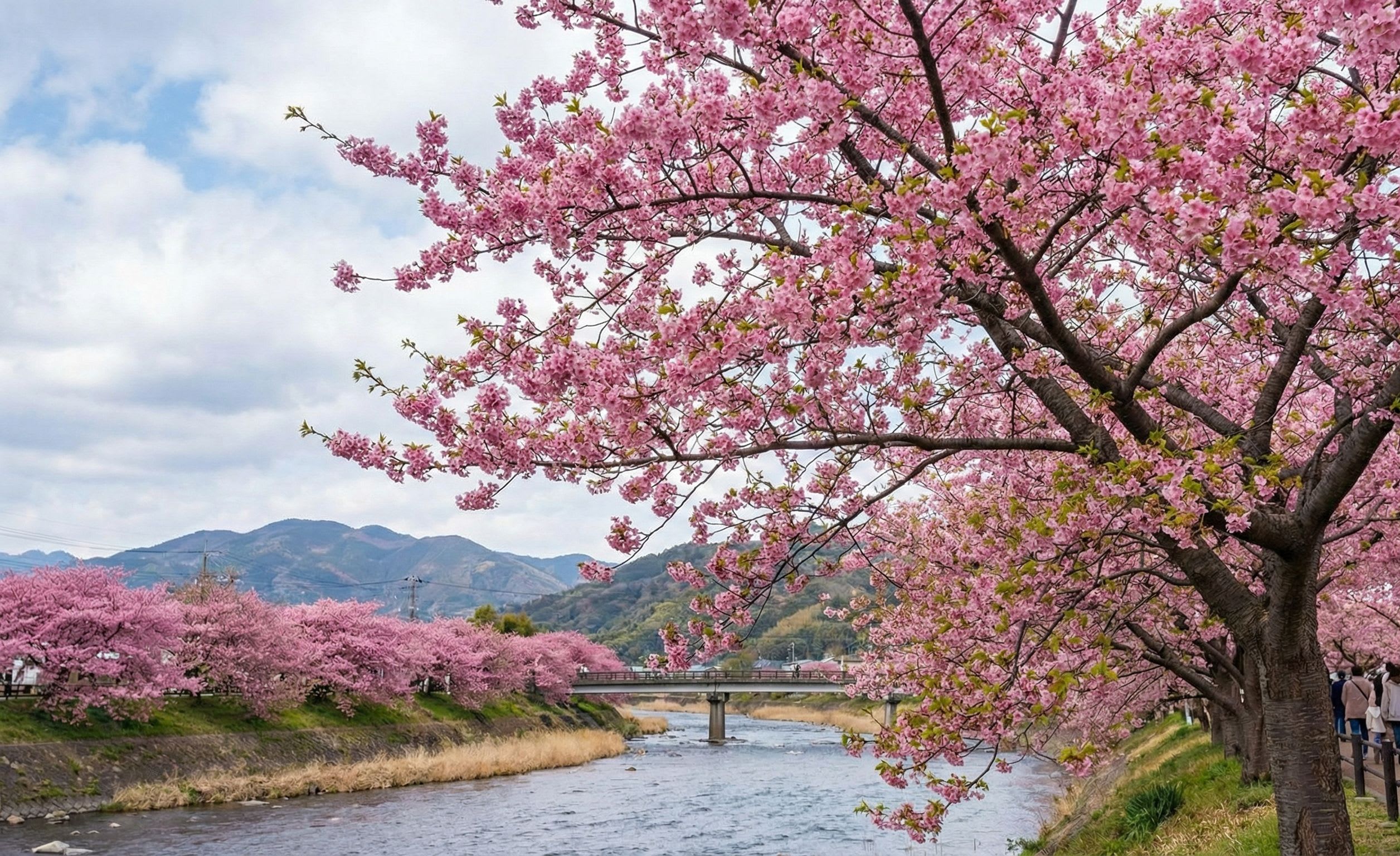 Kawazu Zakura: Japan's First Cherry Blossoms Arrive Six Weeks Early