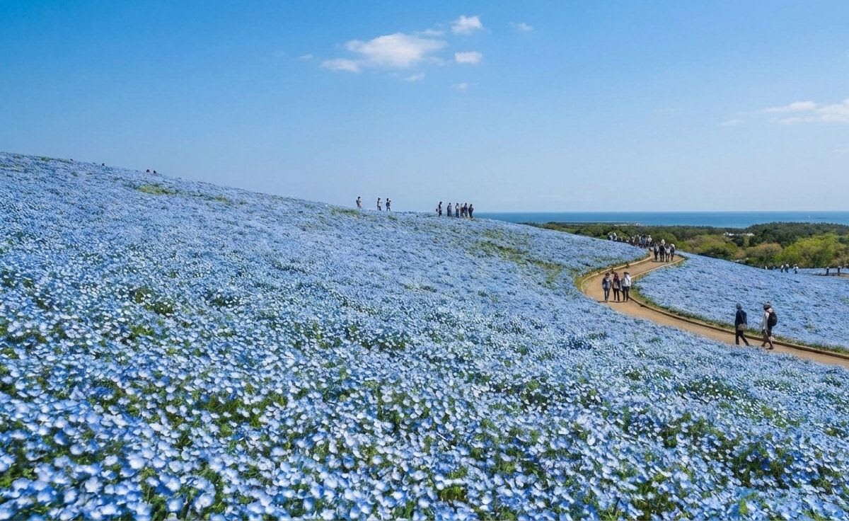 Nemophila Bloom at Hitachi Seaside Park: 4.5 Million Blue Flowers Carpet a Hillside