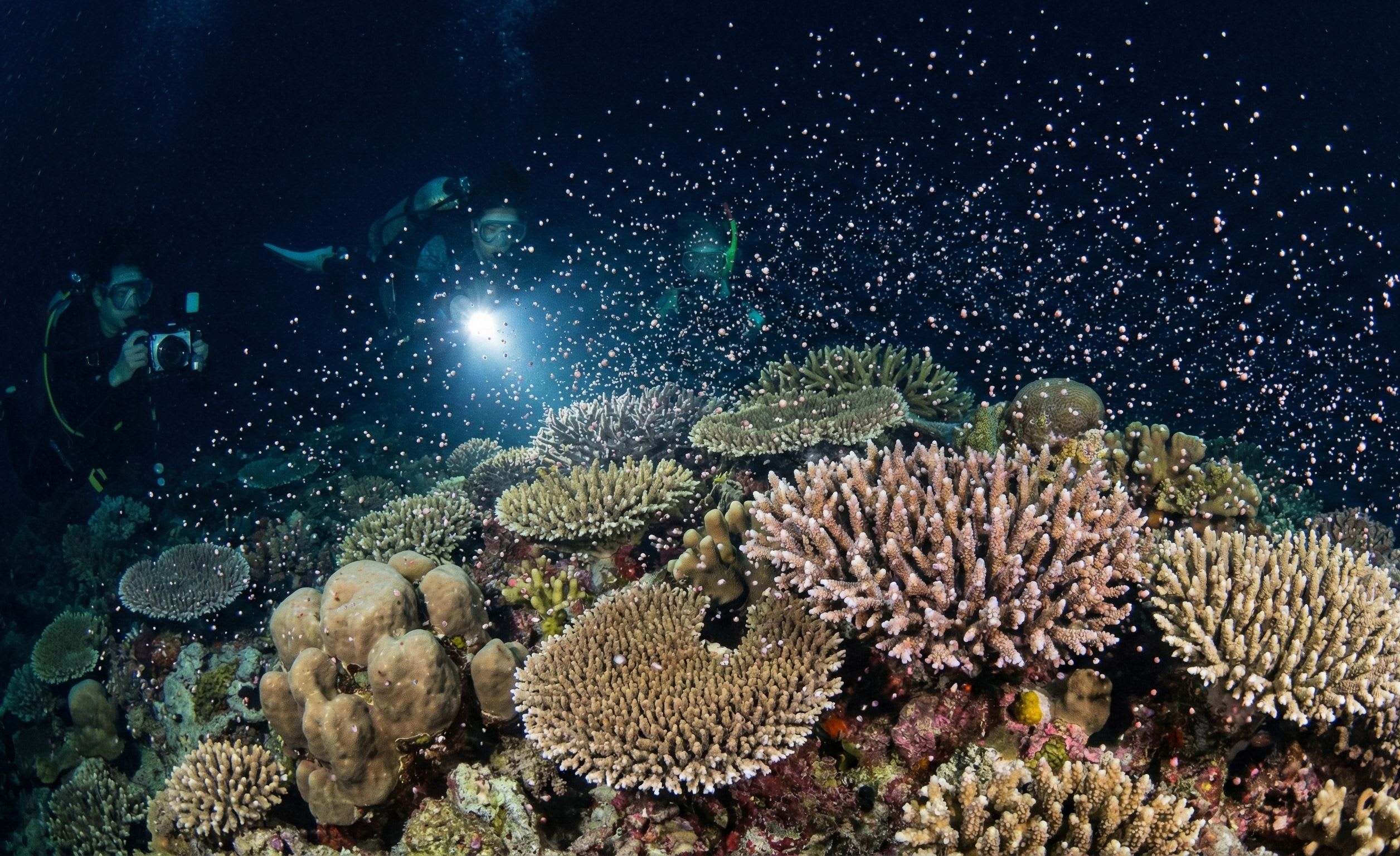 Okinawa Coral Spawning: The Reef's Greatest Underwater Snowstorm