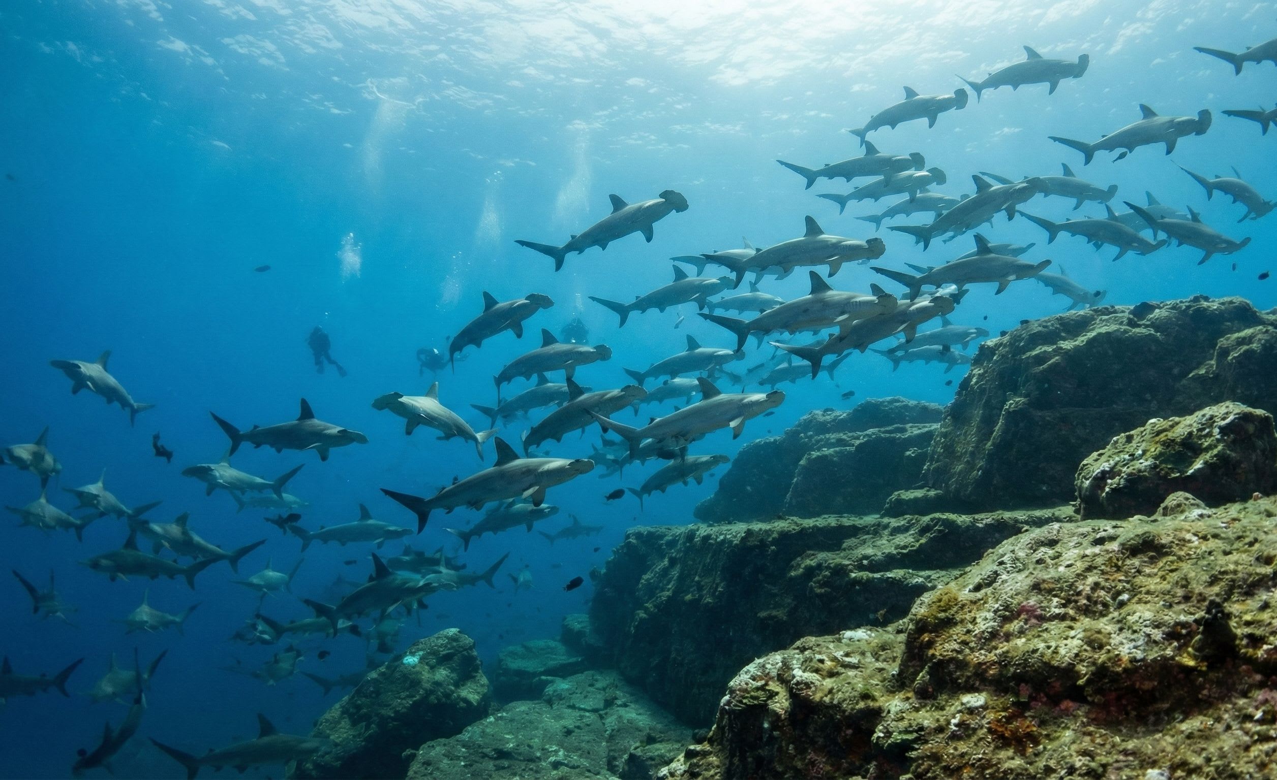 Yonaguni Hammerhead Sharks: A Winter Wall of Predators at Japan's Edge